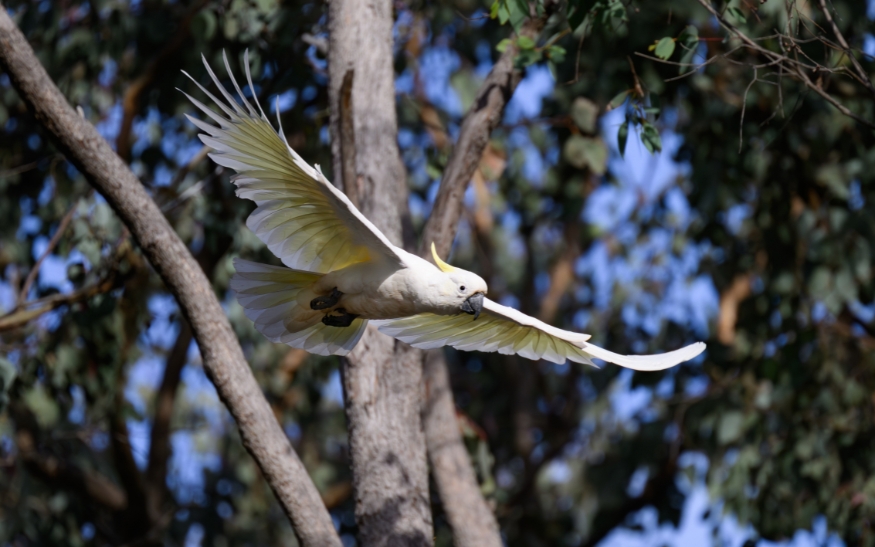 Co dělat, když vám uletí papoušek_foto3